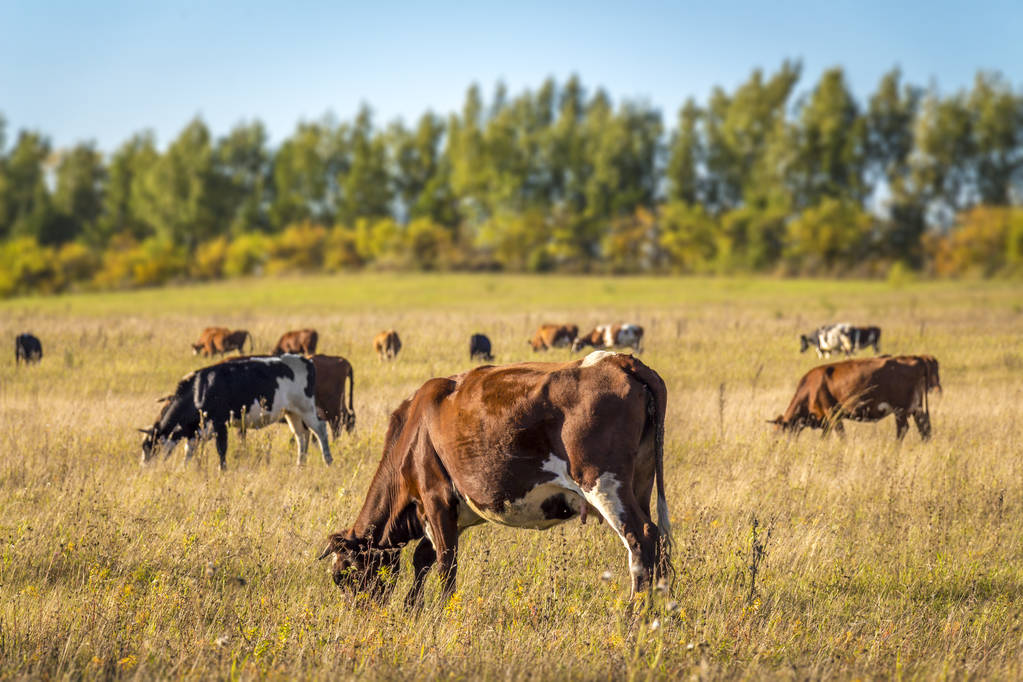 Cows in the steppe - Photo, Image