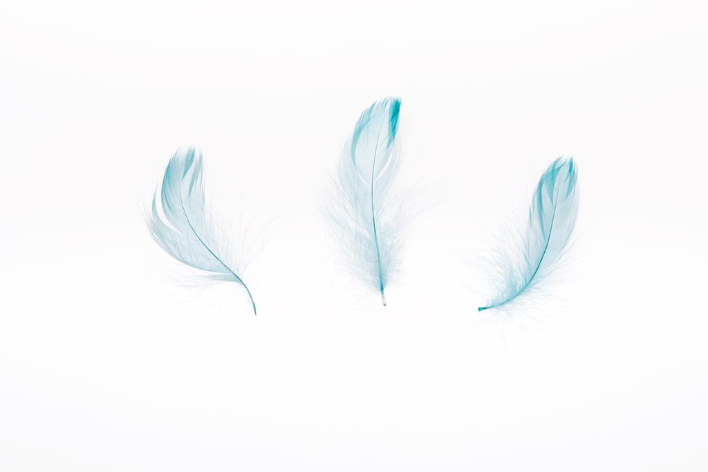 blauw lichtgewicht drie veren geïsoleerd op wit - Foto, afbeelding