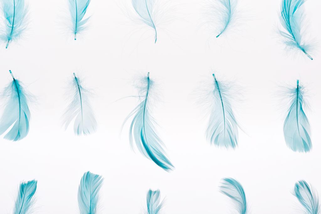 kuvio sininen kevyt höyhenet eristetty valkoinen
 - Valokuva, kuva