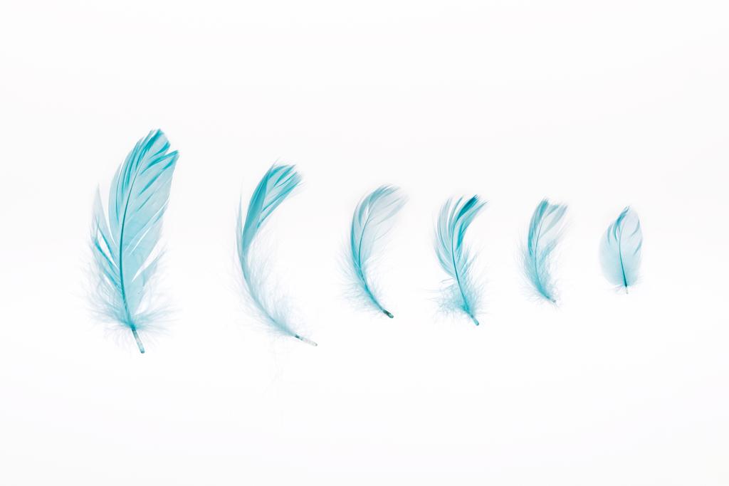 μπλε μαλακά και ελαφριά φτερά που απομονώνονται σε λευκό - Φωτογραφία, εικόνα