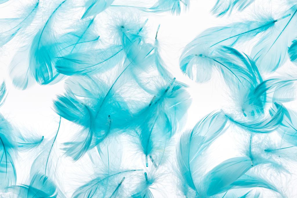 бесшовный фон с голубыми перьями, изолированными на белом
 - Фото, изображение