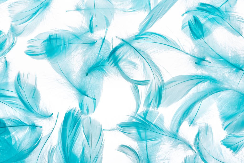 seamless background with blue soft feathers isolated on white - Photo, Image
