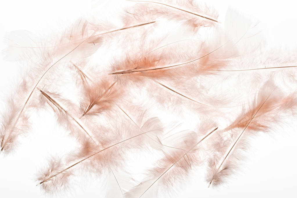 bezszwowe tło z beżowymi piórami wyizolowanymi na białym - Zdjęcie, obraz