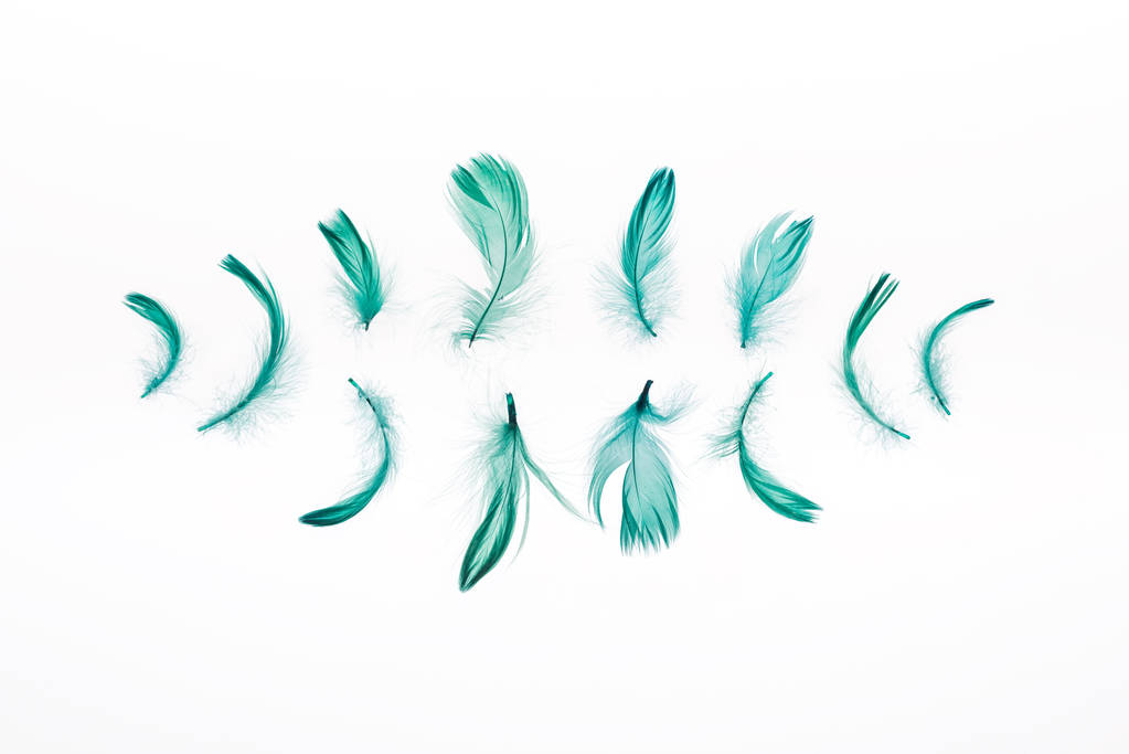 ряды зеленых ярких перьев, изолированных на белом
 - Фото, изображение