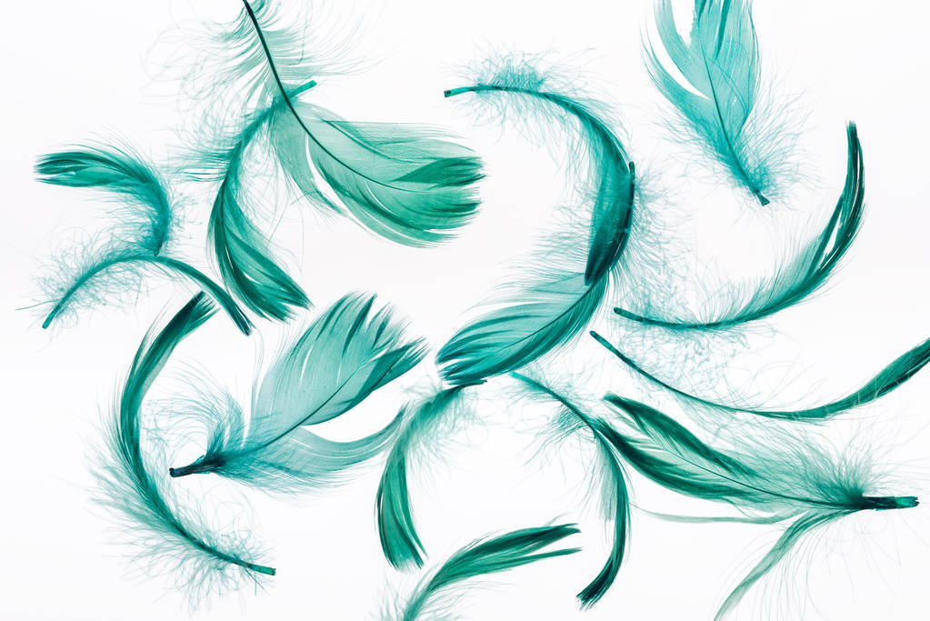 bezszwowe tło z zielonymi miękkimi piórami na białym - Zdjęcie, obraz