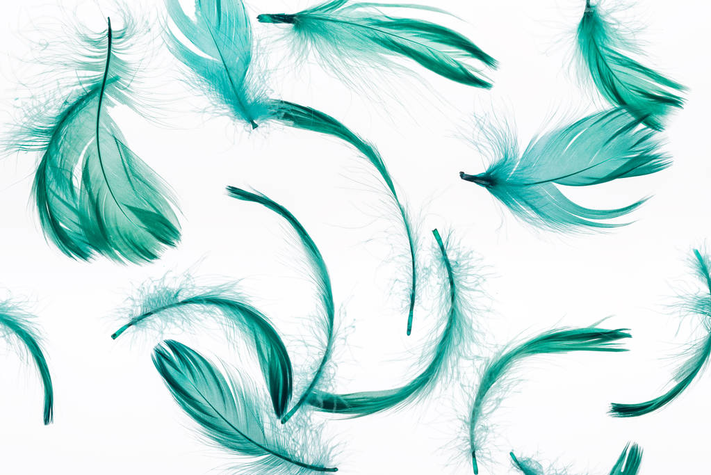 бесшовный фон с зелеными перьями изолированы на белом
 - Фото, изображение