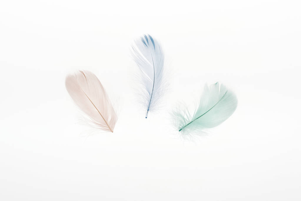 plumes multicolores beige clair, vertes et bleues isolées sur blanc
 - Photo, image