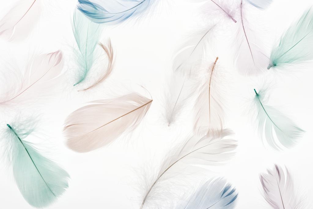 Fondo sin costuras con suaves plumas beige claro, verde y azul aisladas en blanco
 - Foto, imagen