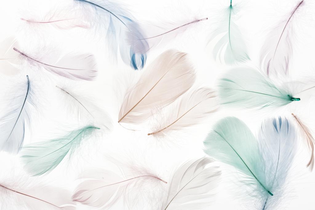 seamless background with multicolored light beige, green and blue feathers isolated on white - Fotografie, Obrázek