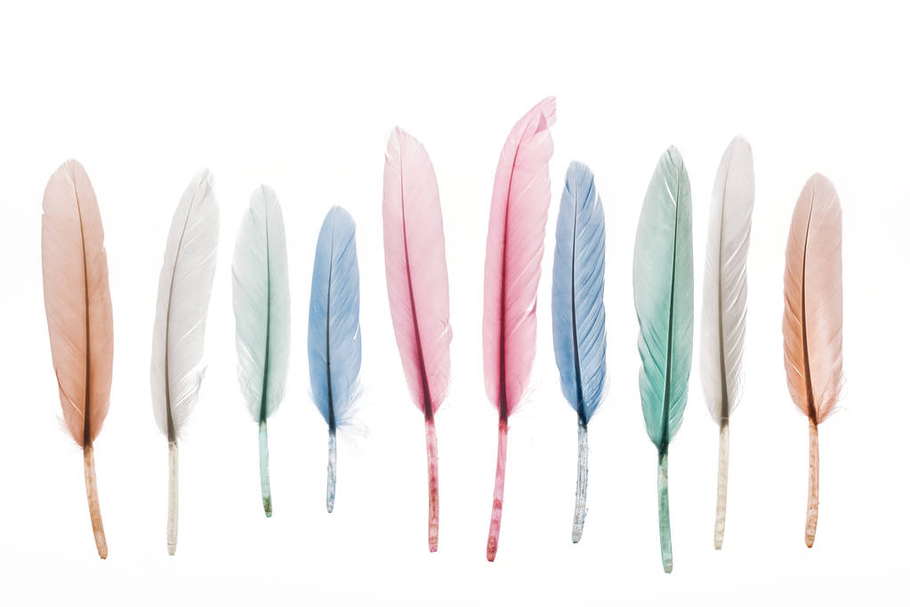 разноцветные легкие перья в ряд изолированы на белом
 - Фото, изображение