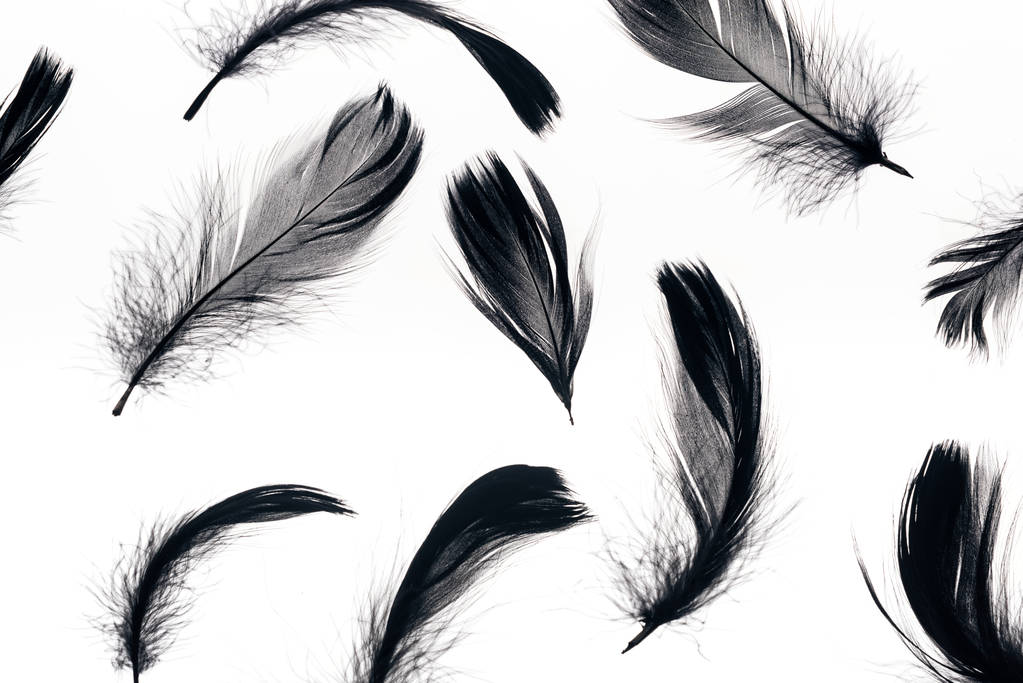 varrás nélküli háttér, fekete lágy és könnyű tollakkal, izolált fehér - Fotó, kép