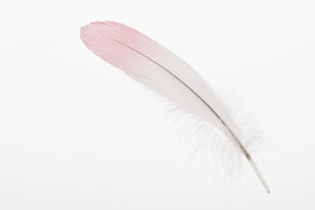 piuma morbida con sfumatura rosa e bianca isolata su bianco
 - Foto, immagini