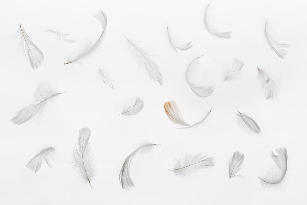 fondo sin costuras con plumas grises débiles aisladas en blanco
 - Foto, imagen