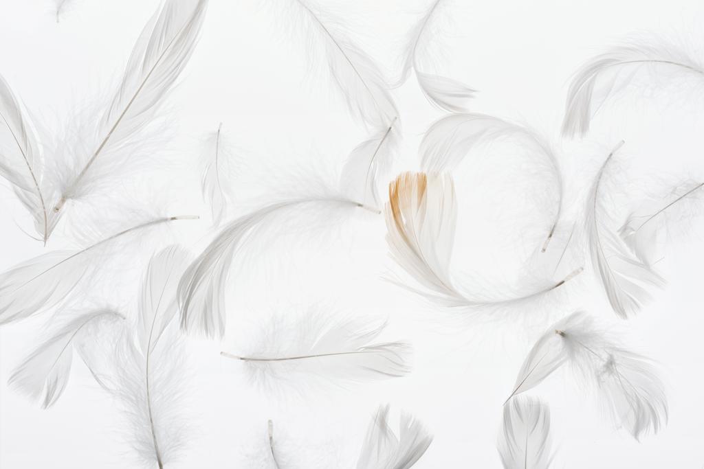 бесшовный фон с серыми легкими тусклыми перьями, изолированными на белом
 - Фото, изображение