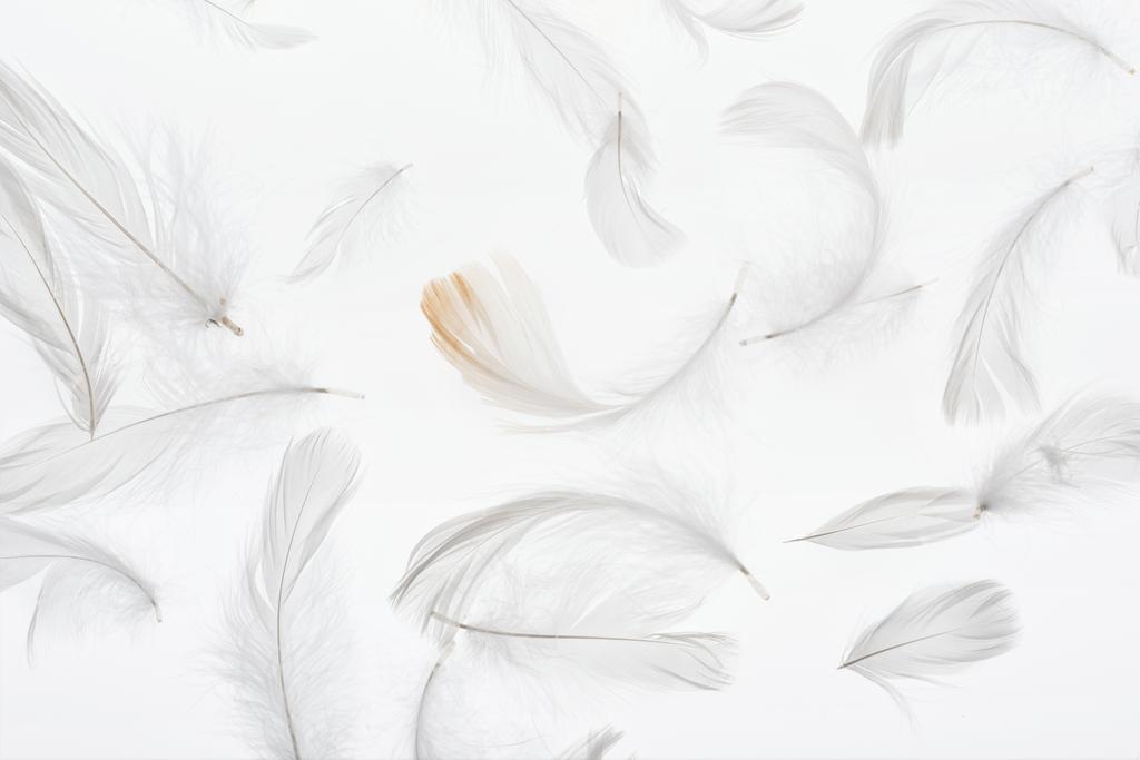 бесшовный фон с серыми слабыми мягкими перьями, изолированными на белом
 - Фото, изображение