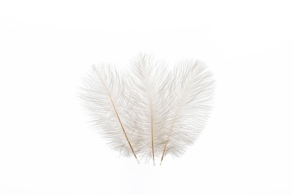 szürke bolyhos halk három toll, izolált fehér - Fotó, kép