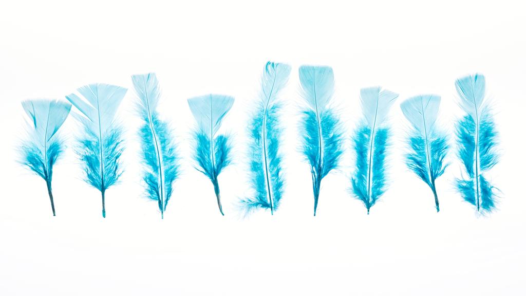 голубые легкие яркие и мягкие перья, изолированные на белом
 - Фото, изображение