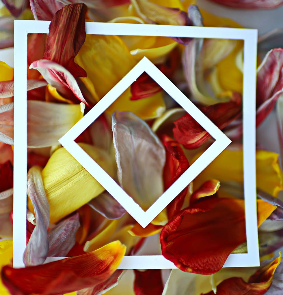 fondo de marco de pétalos multicolor / fondo de primavera abstracto, campo de flores
 - Foto, Imagen