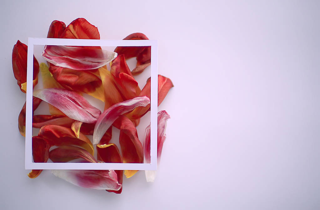 mehrfarbige Blütenblätter Rahmen Hintergrund / abstrakt Frühling Hintergrund, Blumenfeld - Foto, Bild
