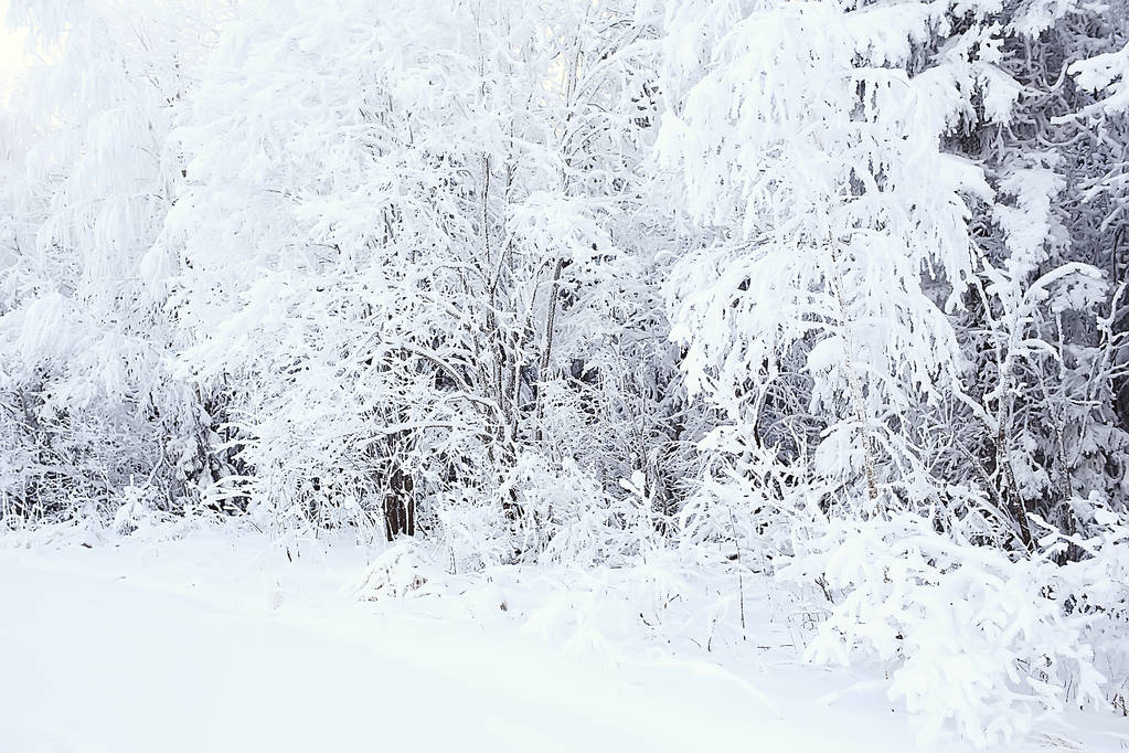 Zima w rosyjskiej wsi/zimowy krajobraz, Las w Rosji, pokryte śniegiem drzew w prowincji - Zdjęcie, obraz