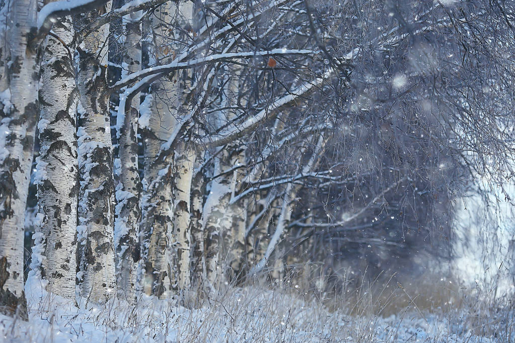 зимовий пейзаж в лісі / сніжна погода в січні, красивий пейзаж в засніженому лісі, поїздка на північ
 - Фото, зображення