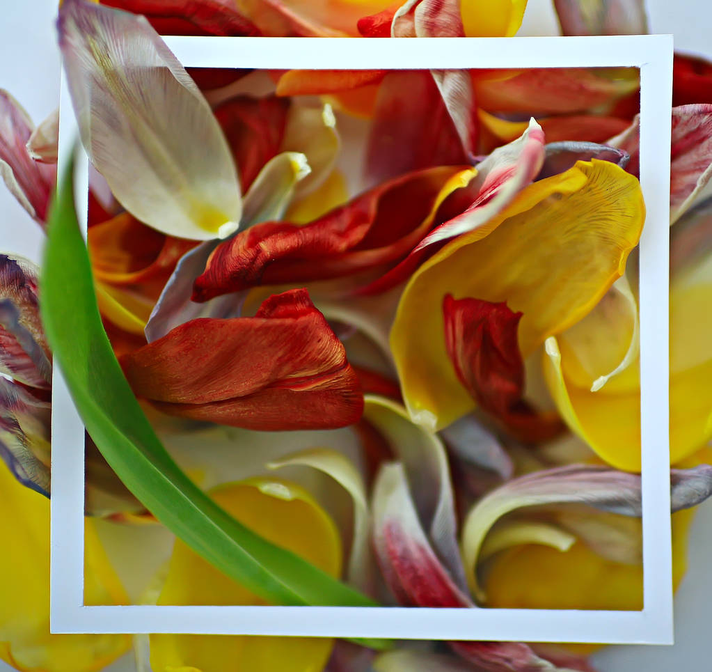 fondo de marco de pétalos multicolor / fondo de primavera abstracto, campo de flores
 - Foto, imagen