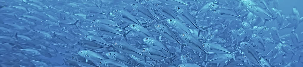 sok Caranx víz alatti/nagy halállomány, víz alatti világ, óceán ökológiai rendszer - Fotó, kép