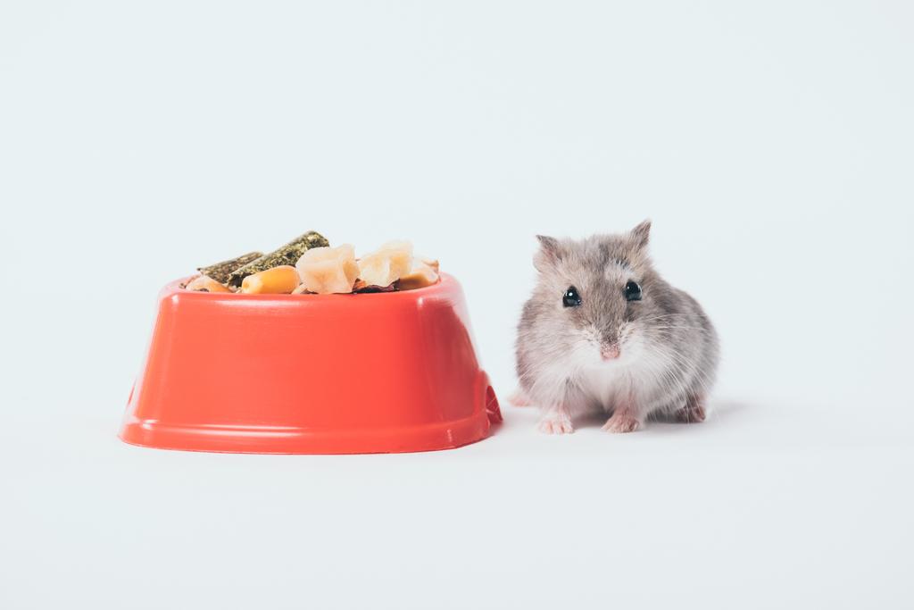 niedliche lustige Hamster in der Nähe orange Schüssel mit Tiernahrung auf grauem Hintergrund - Foto, Bild