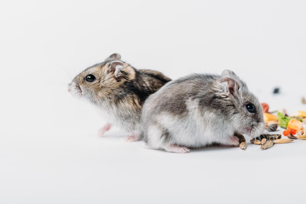 engraçados hamsters fofos no fundo cinza com espaço de cópia
 - Foto, Imagem