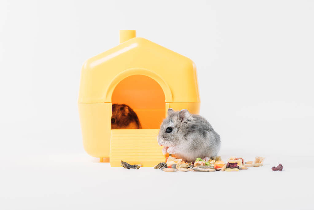 funny fluffy hamster near pet house with one hamster inside on grey  - Photo, Image