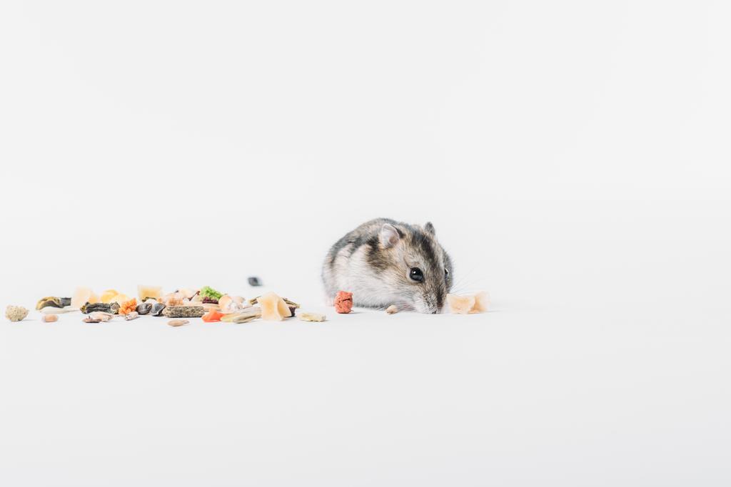lustige, entzückende Hamster in der Nähe von Trockenfutter auf grauem Hintergrund mit Kopierraum - Foto, Bild