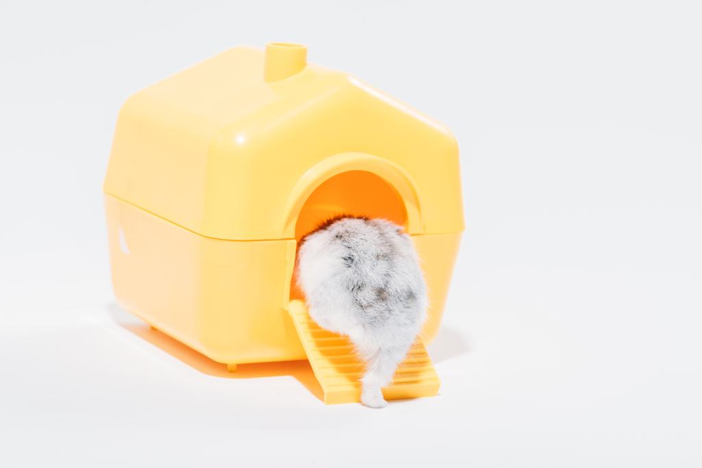Rückansicht lustiger Hamster, der in gelbes Haustierhaus auf grau steigt - Foto, Bild
