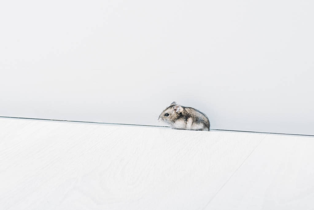 one adorable funny hamster on grey background with copy space - Photo, Image