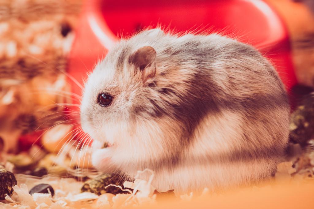 selectieve focus van schattige pluizige hamster zitten in houten depots  - Foto, afbeelding