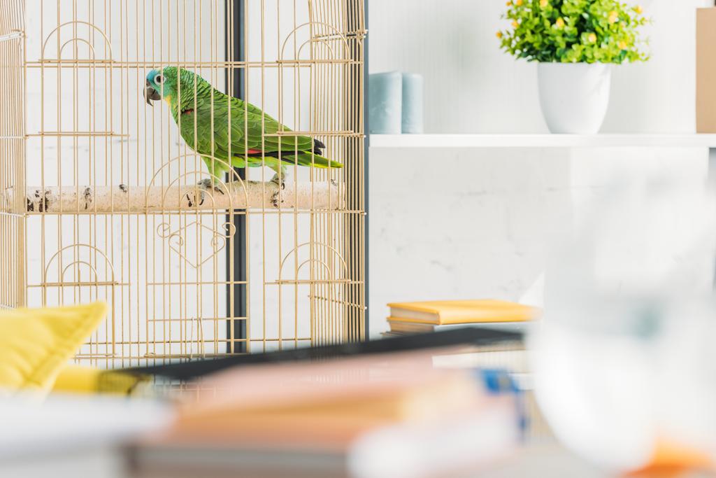 selektiver Fokus des grünen Papageis sitzt im Vogelkäfig in der Nähe von Regal mit Blumentopf - Foto, Bild