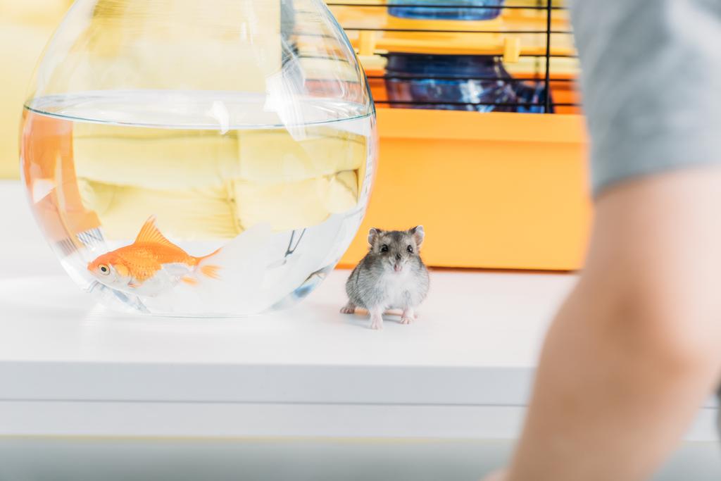 selektivní zaměření zábavného křečka a akvária se zlatými rybami na bílém stole - Fotografie, Obrázek
