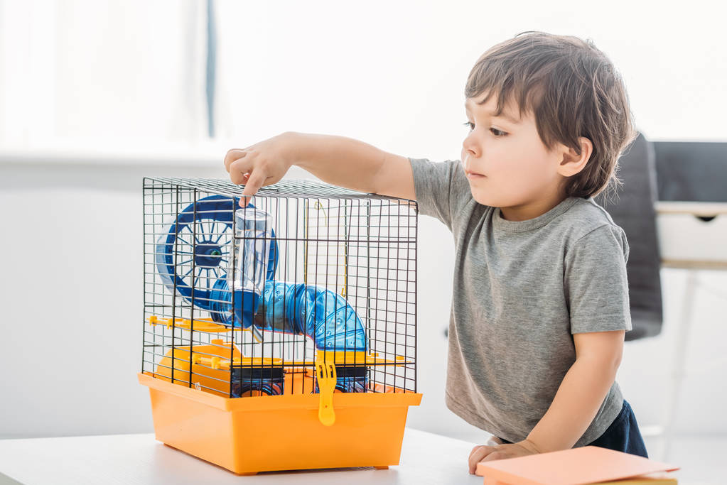 cute curious boy touching pet cage with blue plastic wheel and tunnel - Photo, Image