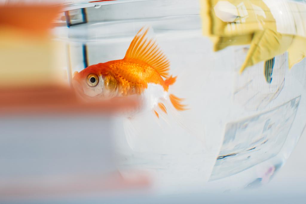 Selektywna koncentracja złota ryb w akwarium z przezroczystą przezroczystą wodą - Zdjęcie, obraz