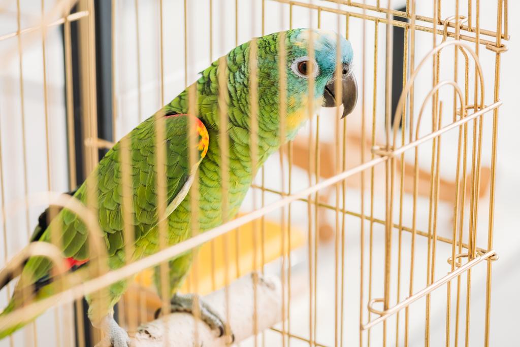 fuoco selettivo di pappagallo verde brillante seduto in gabbia per uccelli
 - Foto, immagini