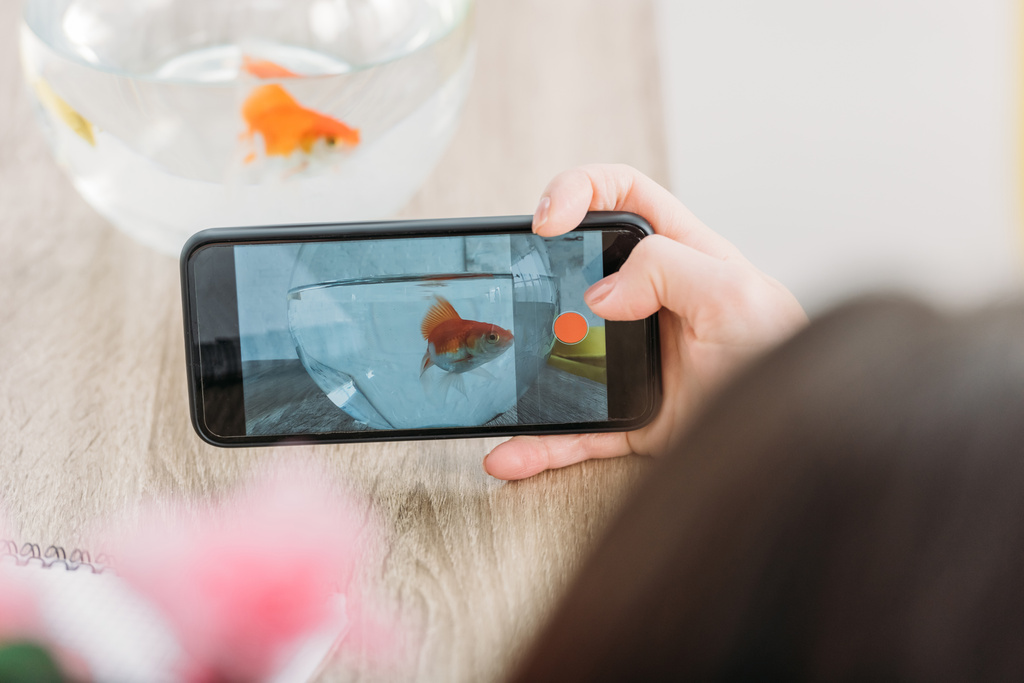 selektivní zaměření ženy fotografování zlatých ryb v akváriu se smartphone - Fotografie, Obrázek