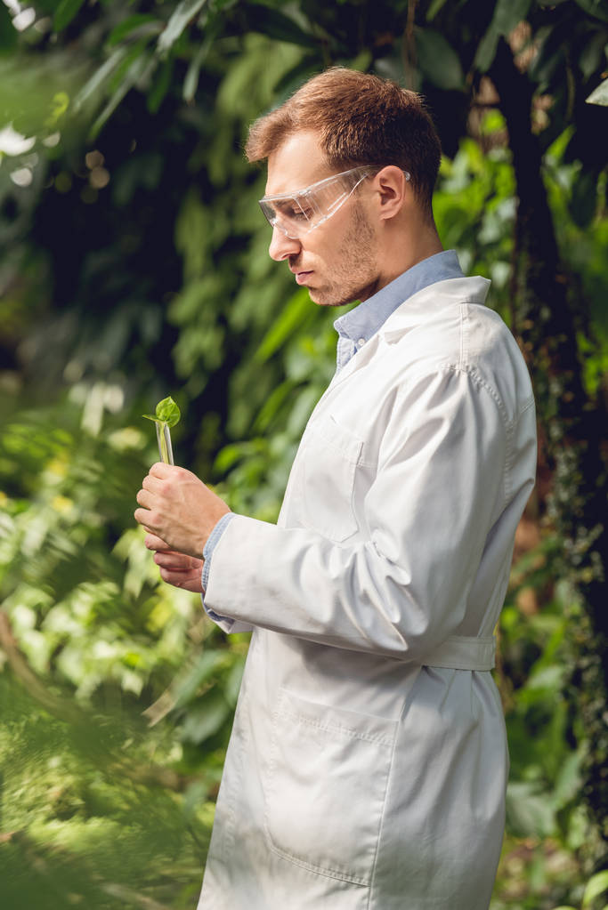 guapo científico en capa blanca y gafas examinando plantas en naranjería
 - Foto, Imagen