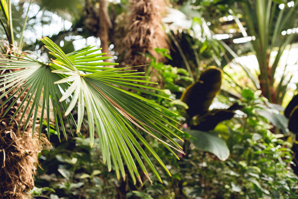 enfoque selectivo de las hojas de palma verde en el naranjal
 - Foto, Imagen