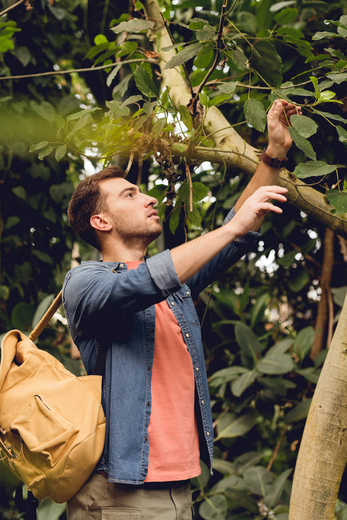viajante com mochila tocando ramos de árvores na floresta tropical
 - Foto, Imagem