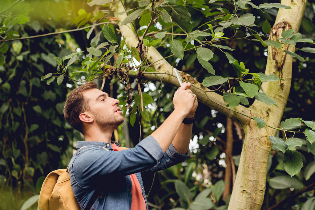 viajante com mochila tirando foto de árvore em smartphone na floresta tropical
 - Foto, Imagem