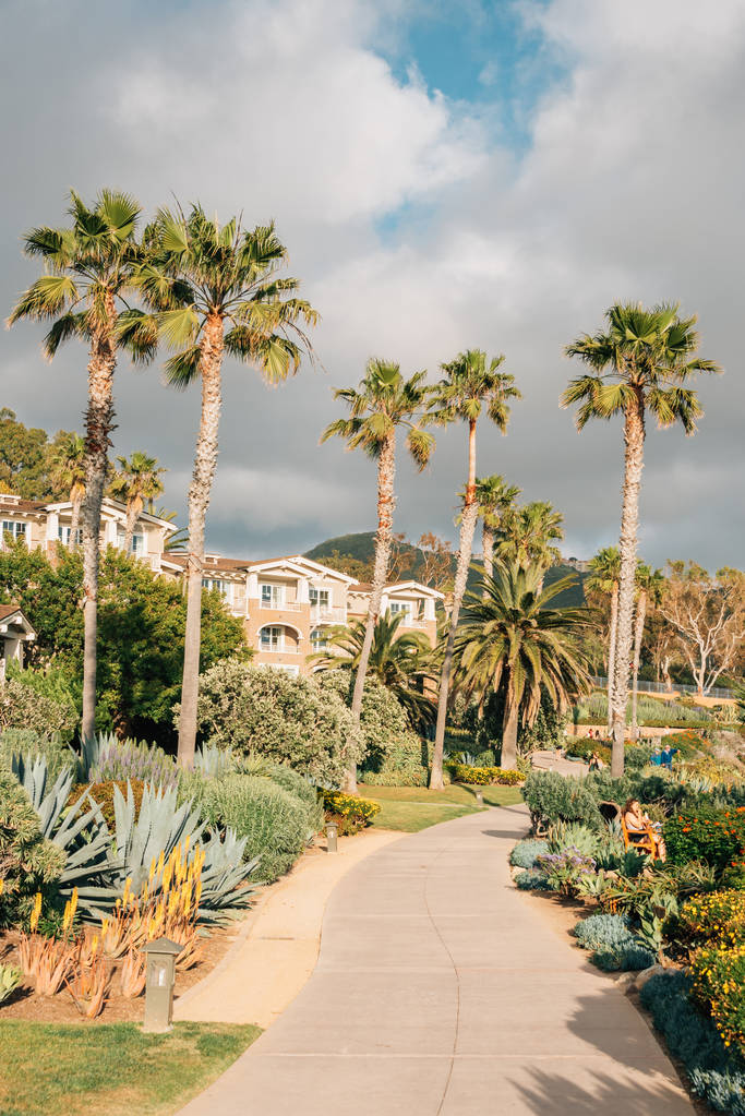 Пальмы вдоль тропы в парке Treasure Island Park, в Laguna Beach
 - Фото, изображение