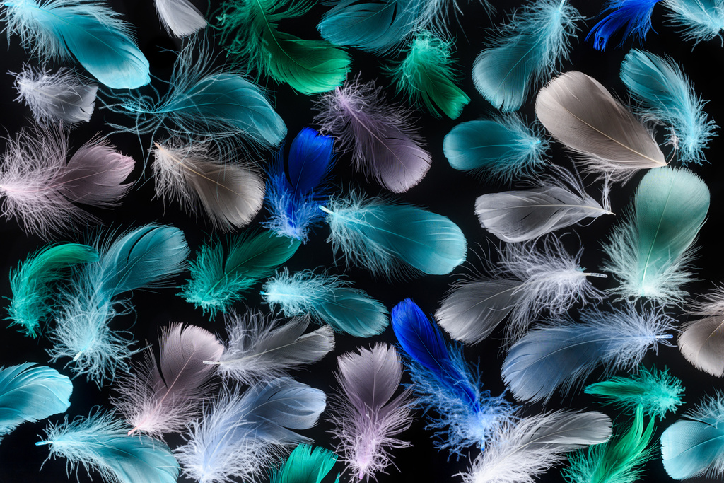 seamless background with colorful plumes isolated on black - Photo, Image