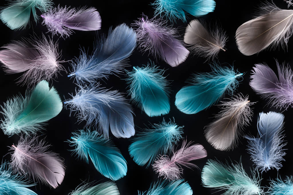 fond sans couture avec des plumes douces multicolores isolées sur noir
 - Photo, image
