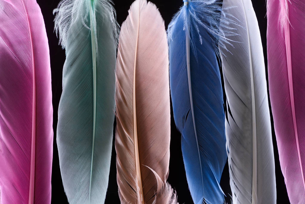 primer plano de plumas coloridas suaves brillantes en la fila aislada en negro
 - Foto, imagen
