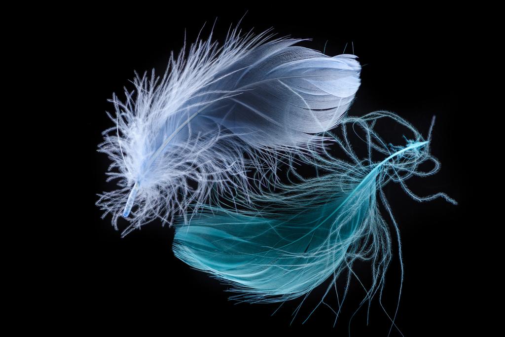 два синих ярких мягких feathers изолированы на черном
 - Фото, изображение