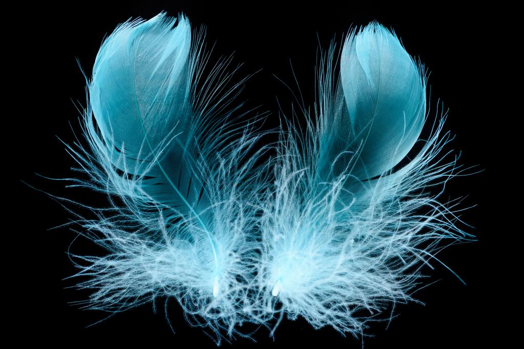 blue bright textured and soft feathers isolated on black - Photo, Image